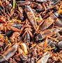 Image result for Eating Crickets