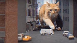 Image result for Animated Cat GIF Meme