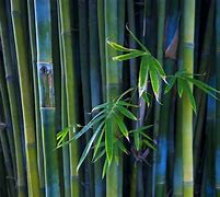 Image result for Bamboo HD Images