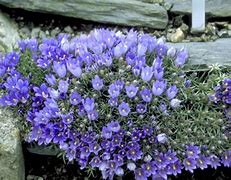 Image result for Edraianthus pumilio