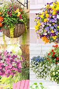 Image result for Flower Hanging Baskets