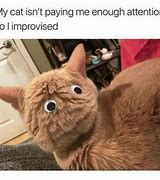 Image result for Magnify Cat Meme