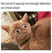 Image result for Grateful Cat Meme