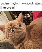 Image result for Searching Cat Meme