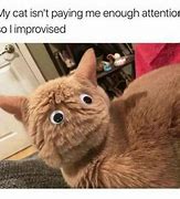 Image result for Excuse Cat Meme