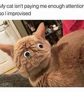 Image result for Cat iPhone X Meme