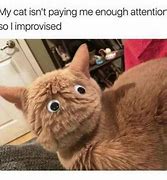 Image result for Meme Cat List