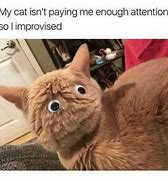 Image result for Cat Meme