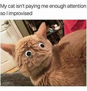 Image result for Secret Cat Meme