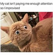 Image result for Cat Meme Idea