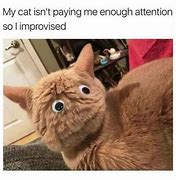Image result for Cat Meme Good Idea