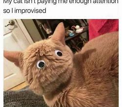 Image result for Good Cat Memes