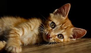 Image result for Cat Layung Down Funny Wallpaper