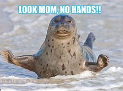 Image result for SUP Seal Meme