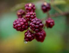 Image result for Red BlackBerry to Ripe