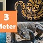 Image result for What Things Are 3 Meters