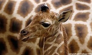 Image result for Cute Pictures of Giraffes