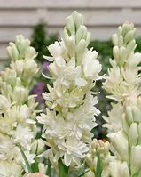 Image result for Polianthes tuberosa The Pearl