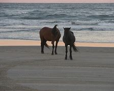 Image result for Wild Horses of Corolla NC
