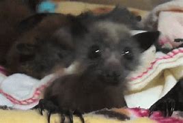 Image result for Smallest Baby Bat