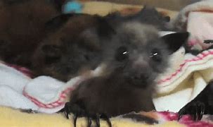 Image result for Albino Bat Babies