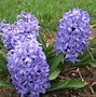 Image result for Winter Bulbs Flowers