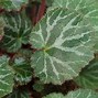 Image result for Saxifraga stolonifera Rubra