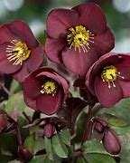 Image result for Helleborus Ice n Roses Merlot