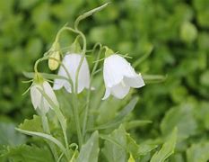 Image result for Campanula cochl. Blue Baby