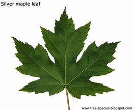 Image result for Silver Maple Leaf Clpiart