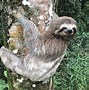 Image result for Lazy Fat Sloth