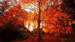 Image result for Computer Screen Backgrounds Fall