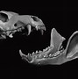 Image result for Wolf Skull Wallpaper