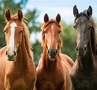 Image result for Horse Herd Photos