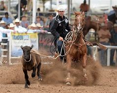 Image result for Calf Roping