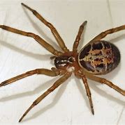 Image result for In What Parts of UK False Widow Spider