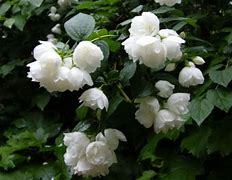 Image result for Philadelphus Virginal