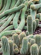 Image result for Argentine Hedgehog Cactus