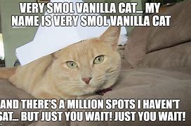 Image result for Smol Cat Meme