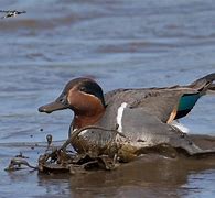 Image result for World's Smallest Duck