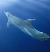 Image result for Cetacea