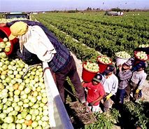 Image result for Migrant Farm Workers