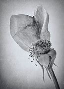 Image result for Dying Rose Black and White