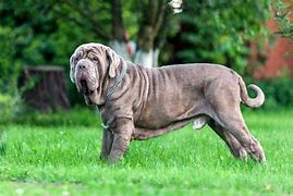 Image result for Largest Neapolitan Mastiff Dog