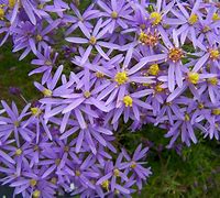 Image result for Aster sedifolius Nanus