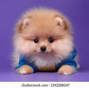 Image result for Pomeranian Stages