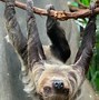 Image result for Iron Sloth