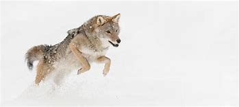 Image result for Coyote Wall Canvas