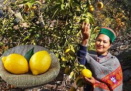 Image result for Himachili Citrus Fruit