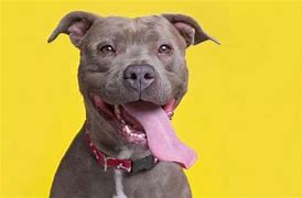 Image result for American Pit Bull Dog Breed